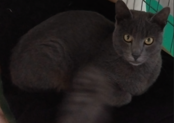 Alfa & Beta simil certosini Foto 6